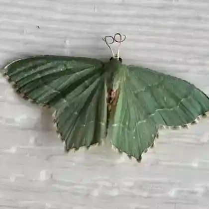 Foto von Schlehen-Grünflügelspanner (Hemithea aestivaria)