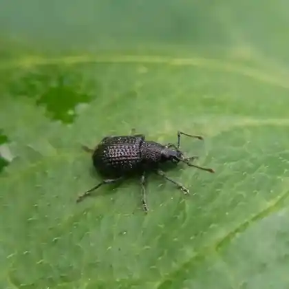 Foto von  (Otiorhynchus pinastri)