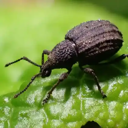 Foto von  (Otiorhynchus porcatus)