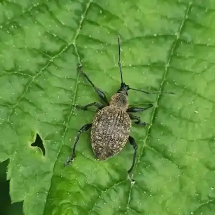 Foto von  (Otiorhynchus pseudonothus)