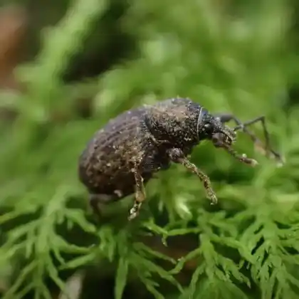 Foto von  (Otiorhynchus raucus)