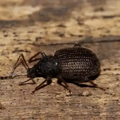 Foto von  (Otiorhynchus rugosostriatus)