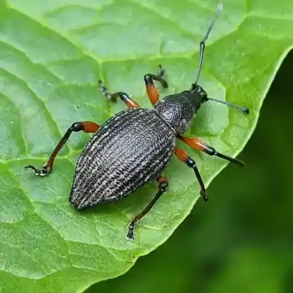 Foto von  (Otiorhynchus sensitivus)