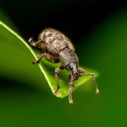 Foto von  (Otiorhynchus singularis)