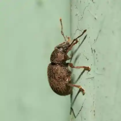 Foto von  (Otiorhynchus smreczynskii)
