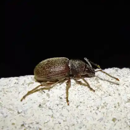 Foto von  (Otiorhynchus velutinus)