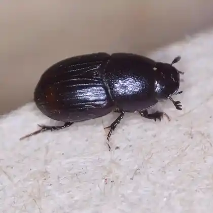 Foto von  (Otiorhynchus veterator)