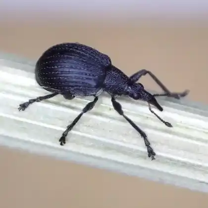 Foto von  (Oxystoma cerdo)