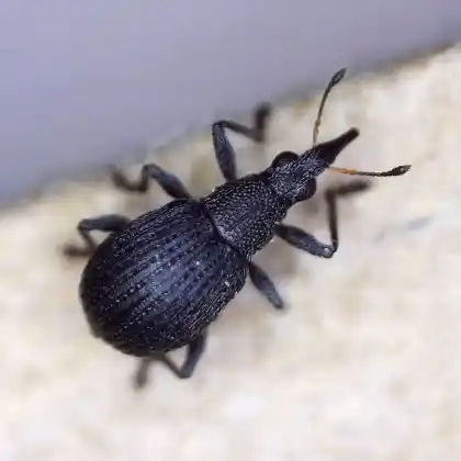 Foto von  (Oxystoma craccae)