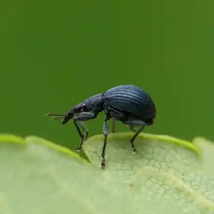Foto von Großer Wicken-Spitzmausrüssler (Oxystoma pomonae)