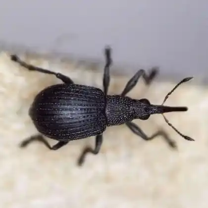 Foto von  (Oxystoma subulatum)