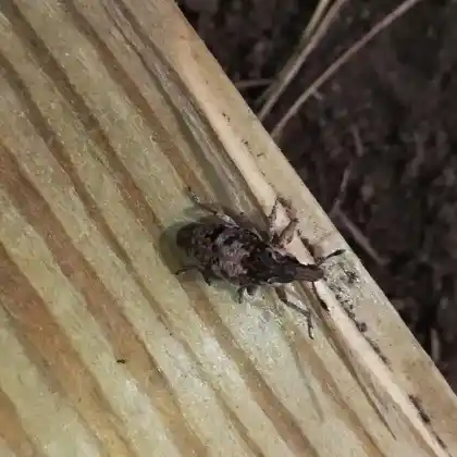 Foto von  (Pachycerus segnis)