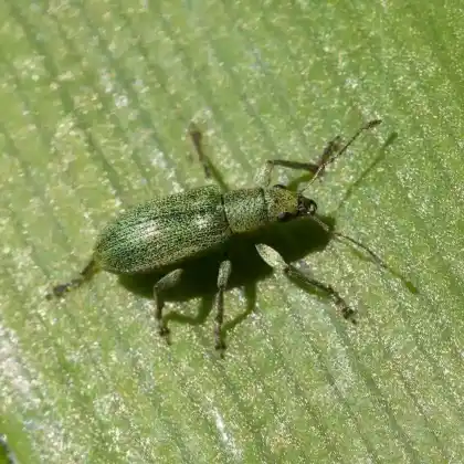 Foto von  (Pachyrhinus lethierryi)
