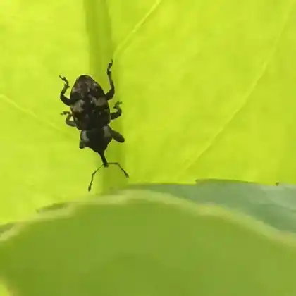Foto von  (Pachytychius sparsutus)