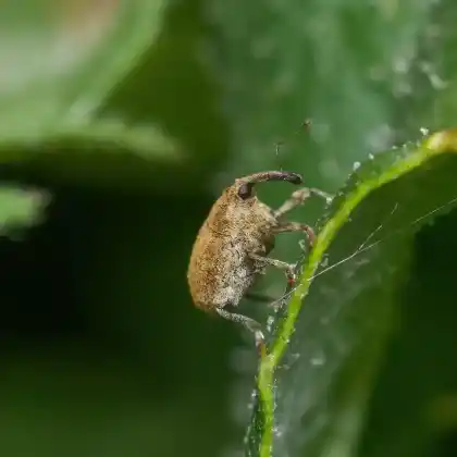 Foto von  (Parethelcus pollinarius)