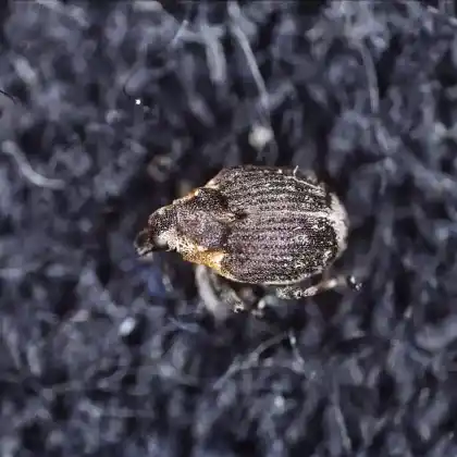 Foto von  (Pelenomus canaliculatus)