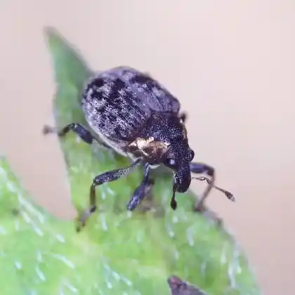 Foto von Fingerkraut-Sumpfrüssler (Pelenomus commari)