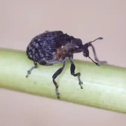 Foto von  (Pelenomus quadrituberculatus)
