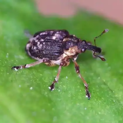 Foto von  (Pelenomus waltoni)