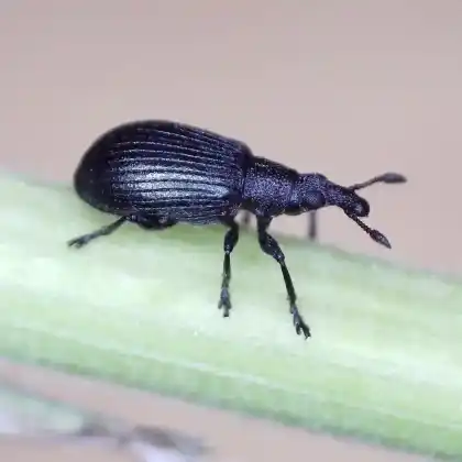 Foto von  (Perapion hydrolapathi)