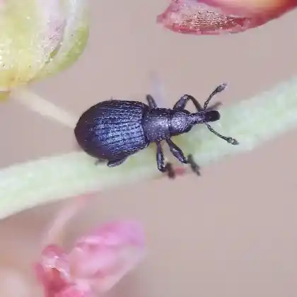 Foto von  (Perapion marchicum)