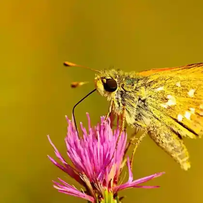 Foto von Komma-Dickkopffalter (Hesperia comma)