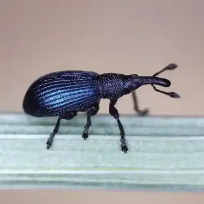 Foto von  (Perapion violaceum)