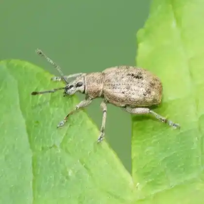 Foto von  (Peritelus sphaeroides)