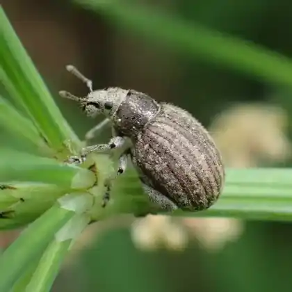 Foto von  (Philopedon plagiatum)