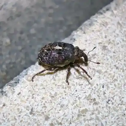 Foto von  (Phrydiuchus topiarius)
