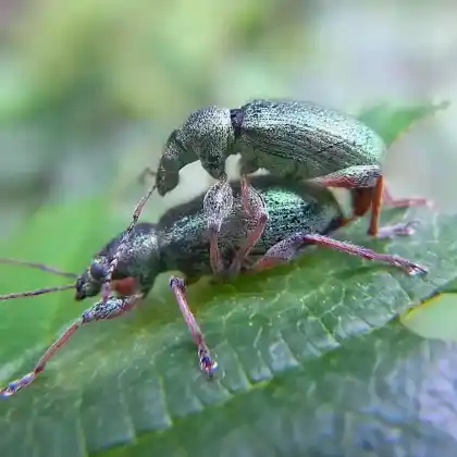 Foto von  (Phyllobius arborator)