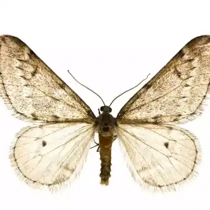 Foto von Eichen-Rundflügelspanner (Alsophila aescularia)