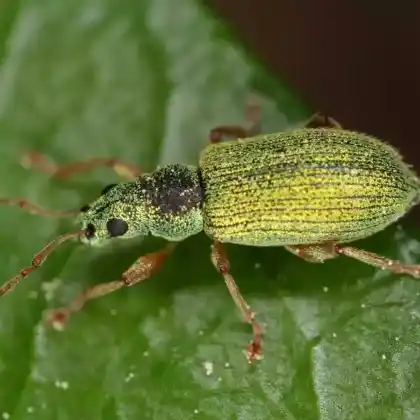 Foto von Silberner Grünrüssler (Phyllobius argentatus)