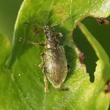Foto von  (Phyllobius betulinus)