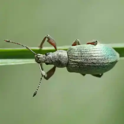 Foto von Gespornter Glattrüssler (Phyllobius glaucus)