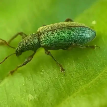 Foto von  (Phyllobius intrusus)