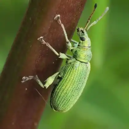 Foto von  (Phyllobius maculicornis)