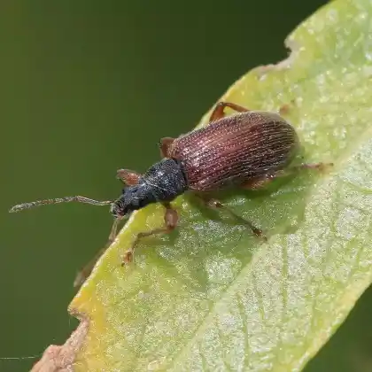 Foto von Zweifarbiger Schmalbauchrüssler (Phyllobius oblongus)