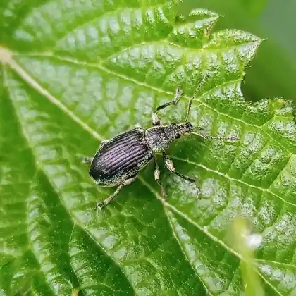 Foto von  (Phyllobius pomaceus)