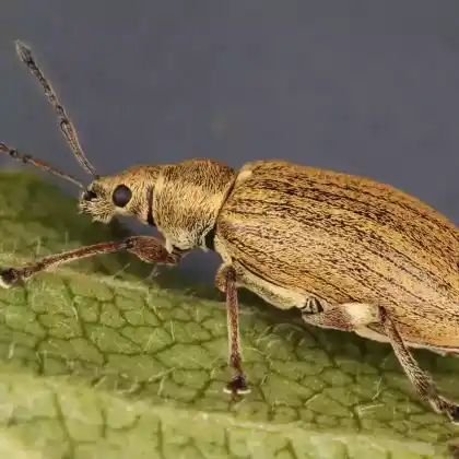 Foto von Birnen-Grünrüssler (Phyllobius pyri)