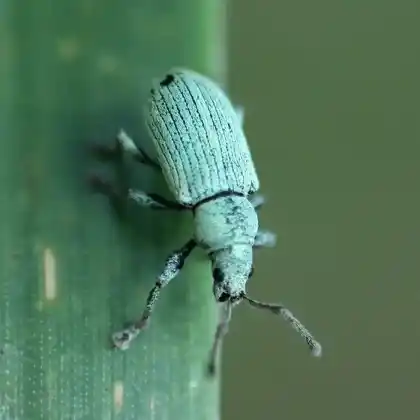 Foto von  (Phyllobius roboretanus)