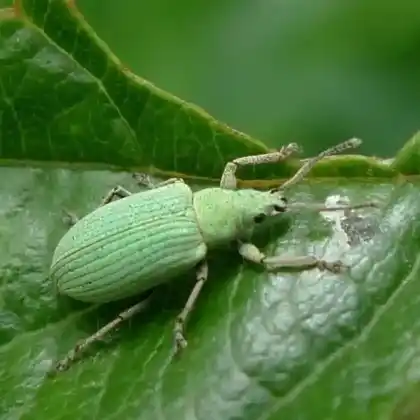 Foto von  (Phyllobius virideaeris)