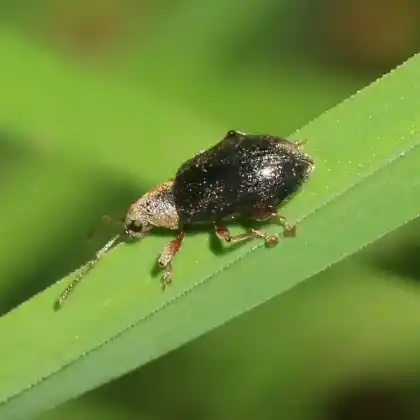 Foto von  (Phyllobius viridicollis)