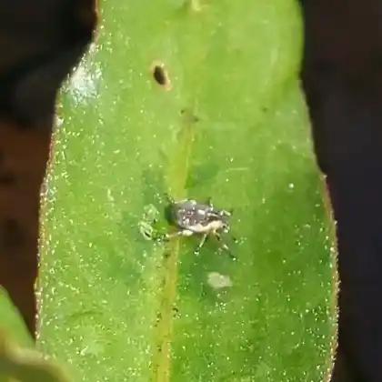 Foto von  (Phytobius leucogaster)