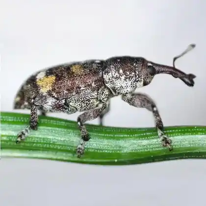 Foto von  (Pissodes castaneus)