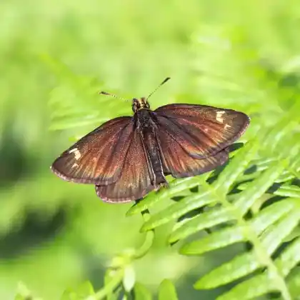 Foto von Spiegelfleck-Dickkopffalter (Heteropterus morpheus)