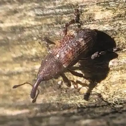 Foto von  (Pissodes validirostris)