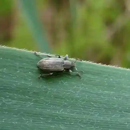Foto von  (Polydrusus aeratus)