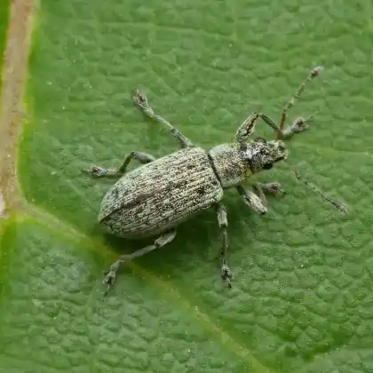 Foto von Braungrauer Glanzrüssler (Polydrusus cervinus)