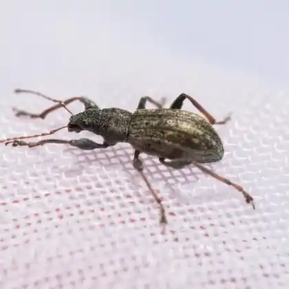 Foto von  (Polydrusus confluens)